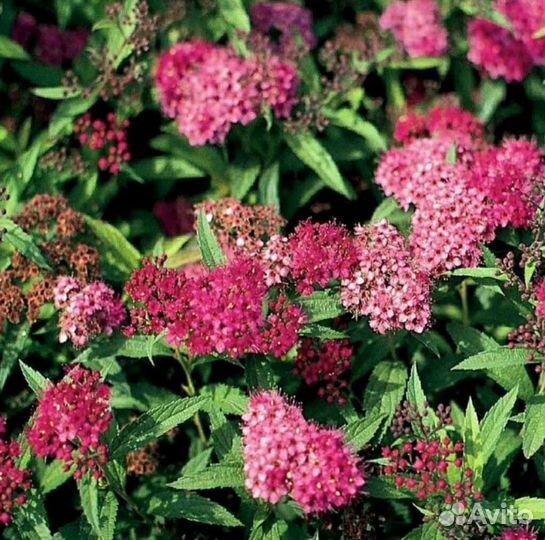 Спирея японская