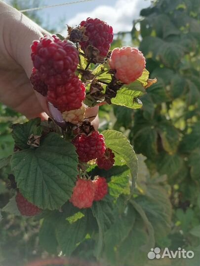 Малина жёлтая и красная, ремонтантная