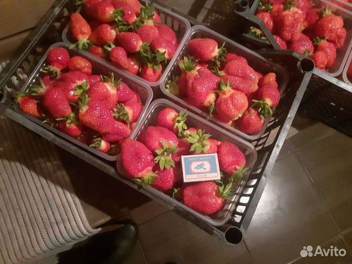 Рассада земляники крупноплодной (клубники)