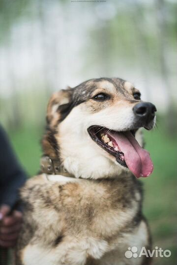 Лада грустит в приюте