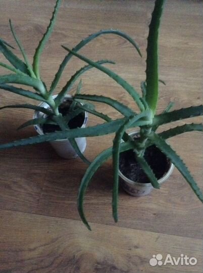 Алоэ 5,5 лет и 1,5 г. лекарственные от