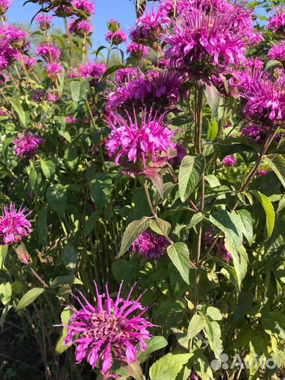 Многолетники. Многолетние растения для сада