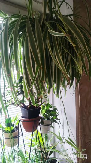 Хлорофитум хохлатый