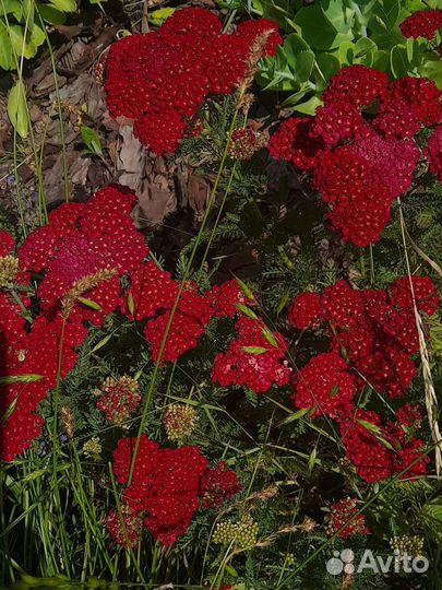 Тысячелистник