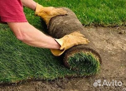 Продажа Рулонного газона