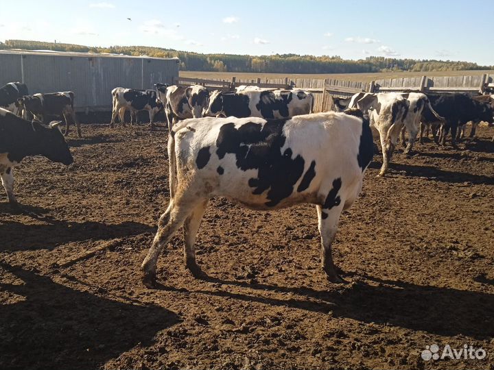 Бычки и телки