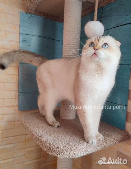 Титулованный кот, золотой пойнт WCF