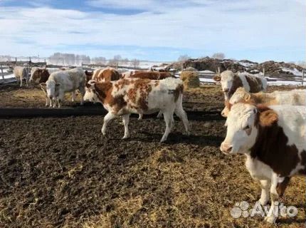 Племенныой Скот