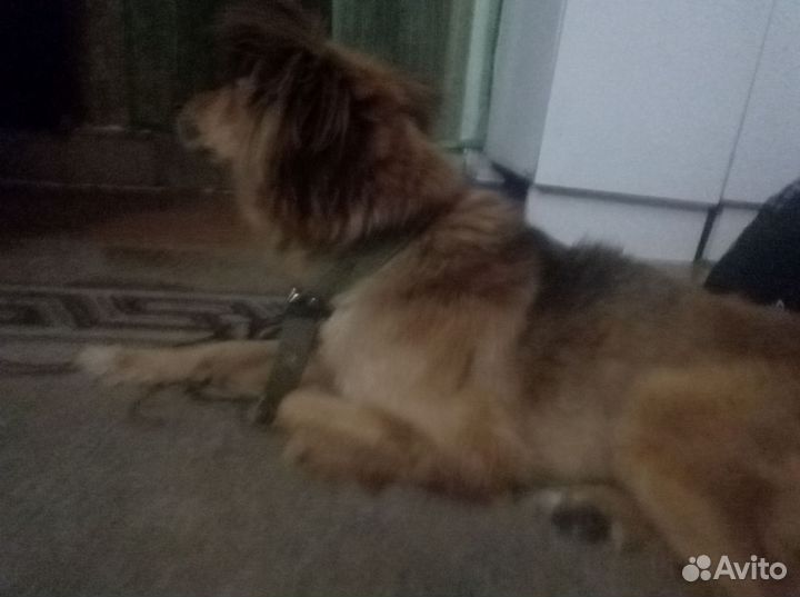 Найдена собака