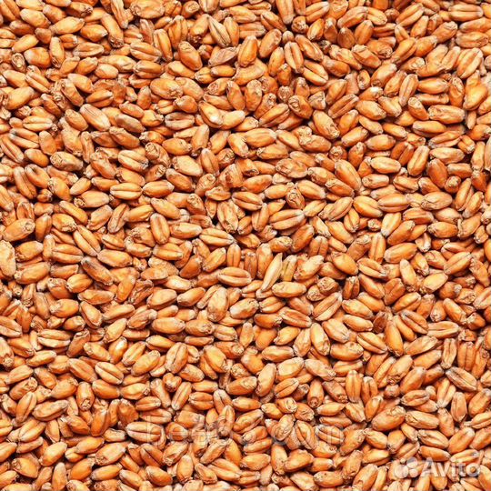 Венский Курский