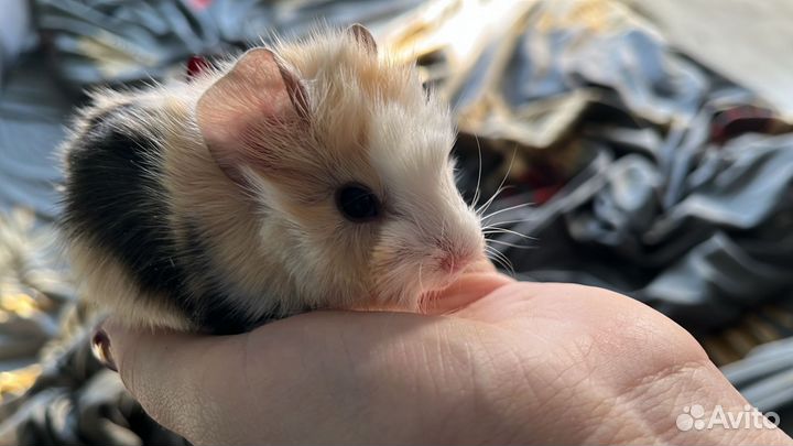 Морская свинка