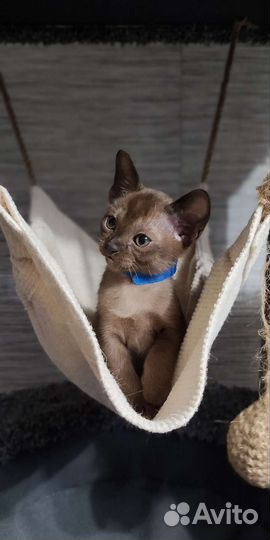 Бурманская любовь на все 100