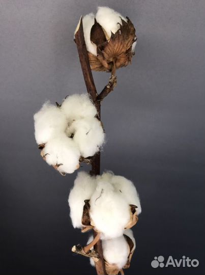 Хлопок сухоцвет