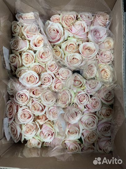 Роза без посредников от 15 шт с доставкой