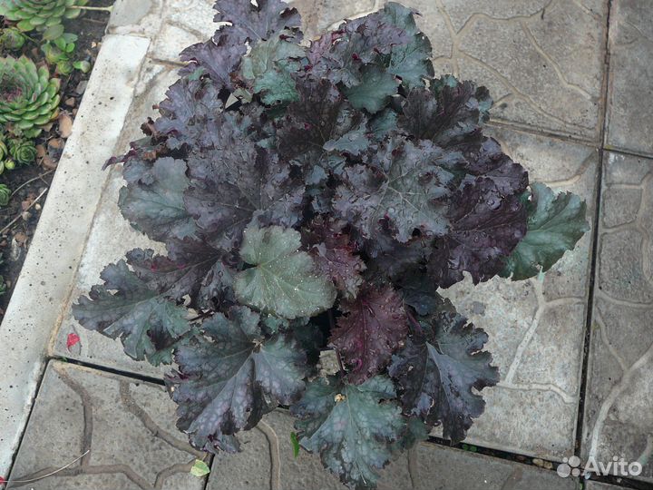 Гортензия анабель, цветы многолетние