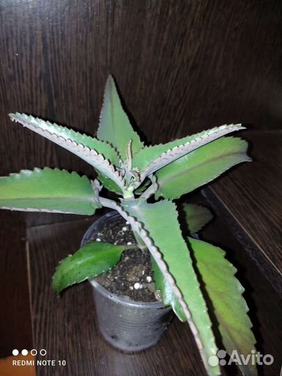 Циропегия Вуда.Хлорофитум Оранж