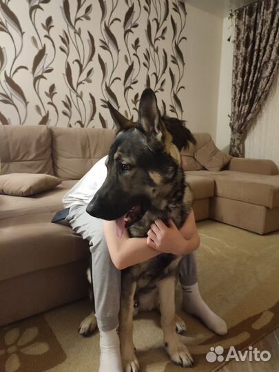 Вязка вео (Восточноевропейская овчарка)