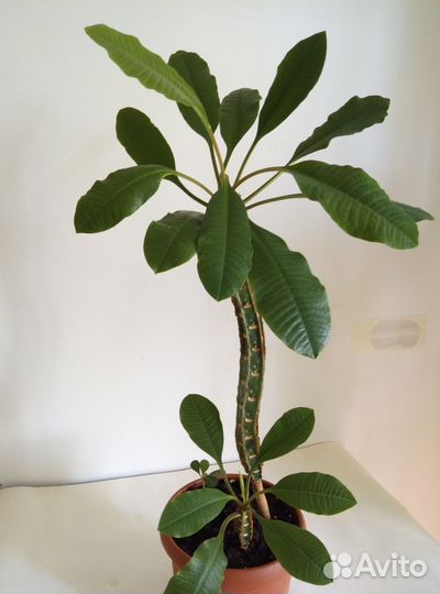 Молочай Беложилковый