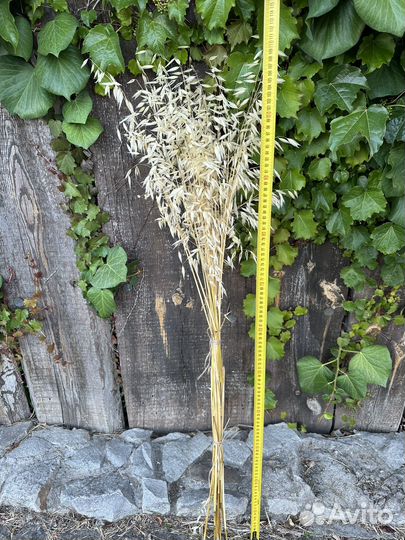 Овес сухоцвет