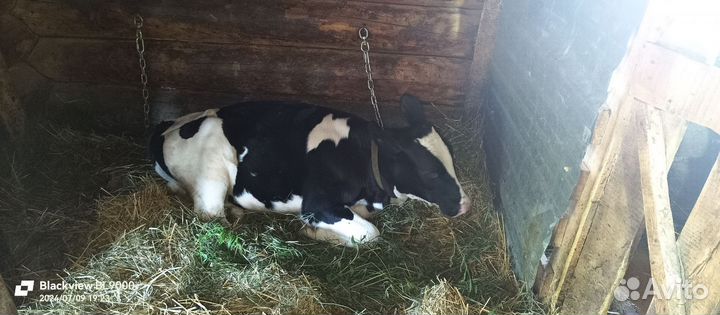 Коровы и телки на продажу