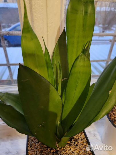Сансивиерия муншайн, сортовая редкая