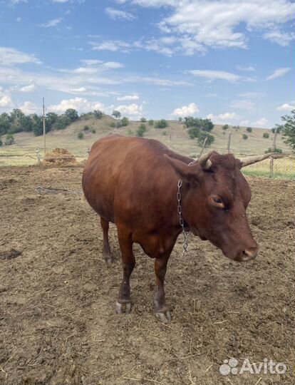 Телки стельные