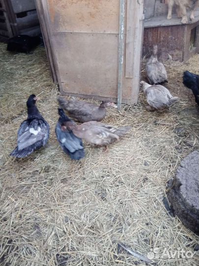 Мясо гуся,утки