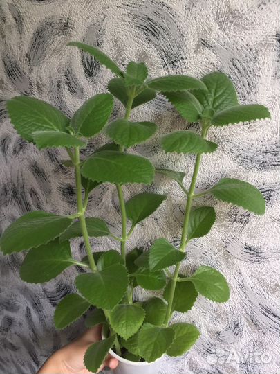 Плектрантус Домашняя мята