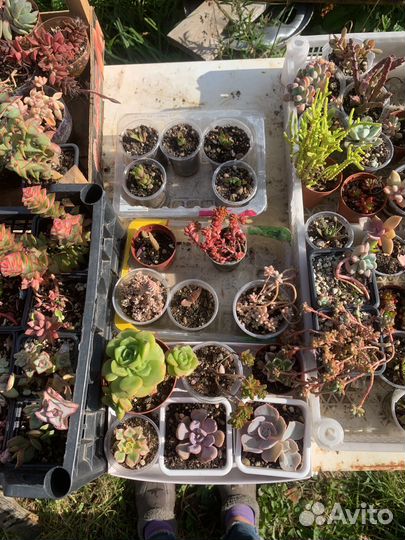 Суккуленты