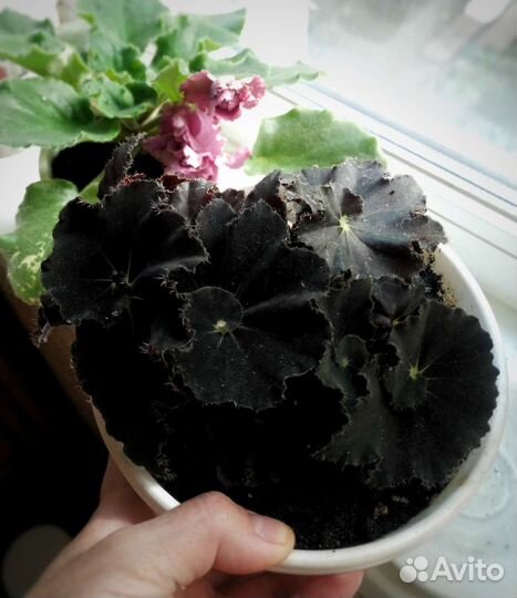 Фиалка Ле Роза Ветров, Бегония black mamba