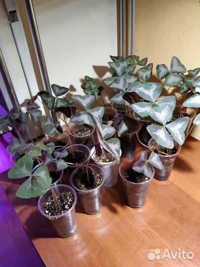 Кислицы треугольные