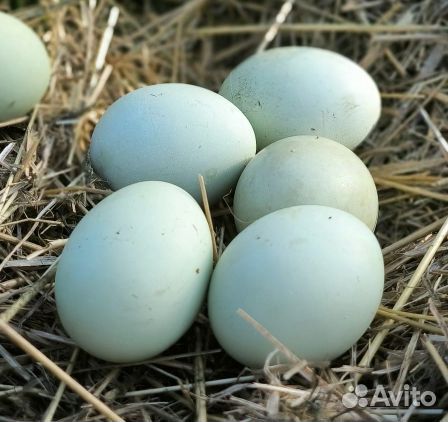 Черные куры и петухи ухейилюй