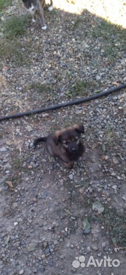 Щенки двортерьера