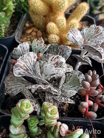 Каланхоэ декоративное разные виды