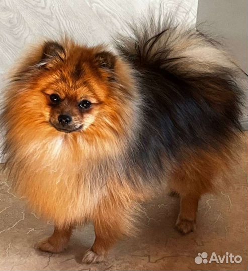 Вязка шпицов