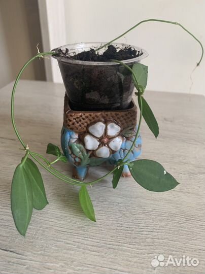 Дисхидия овата