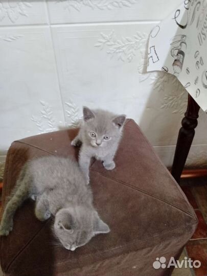 Коты бесплатно