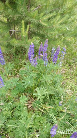 Продам люпины