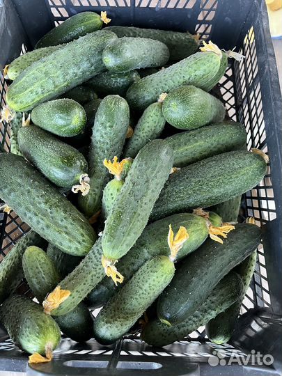 Огурцы домашние