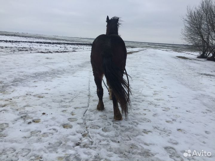 Тяжеловозные кобылы