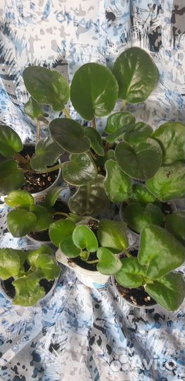 Фиалки разные