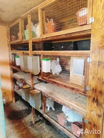 Кролик белый панон