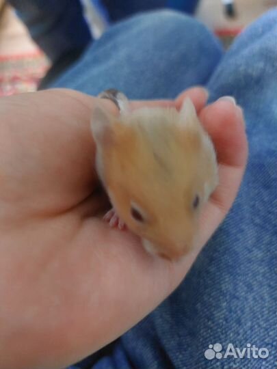 Сирийские хомячки