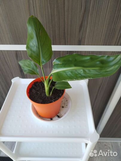 Стрелиция Регина