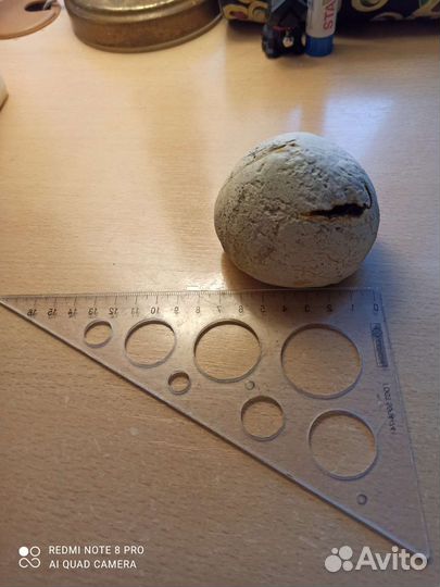 Окаменелость: морской ёж