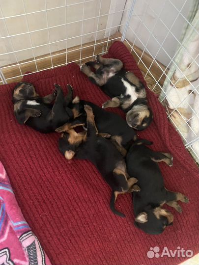 Щеночки Йорики