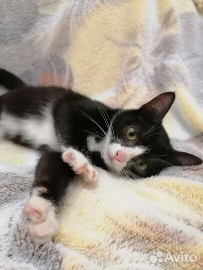 Котенок. 2.5 мес