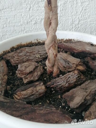 Фикус Бенджамина