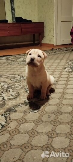 Метис шарпея