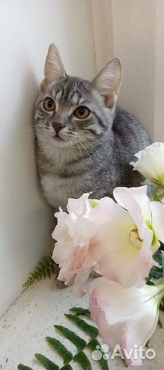 Котята в дорые руки